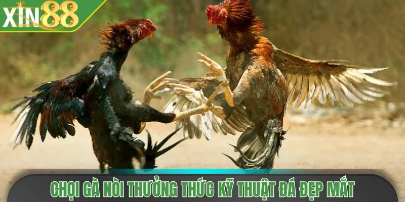 Chọi gà nòi thưởng thức kỹ thuật đá đẹp mắt